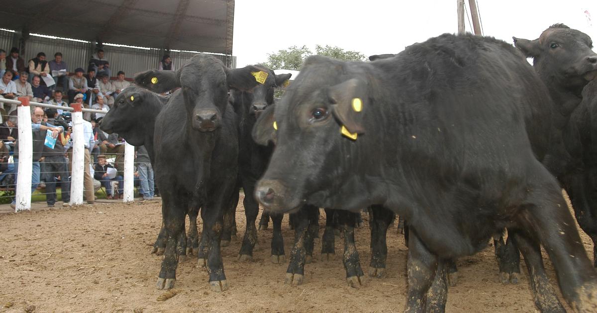 Se iniciaraacute hoy la Expo Quimiliacute 2025 con dos jornadas a puro campo