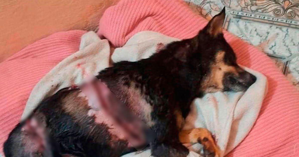 Arrestaron a Tamu Giménez por maltrato animal repudio de vecinos