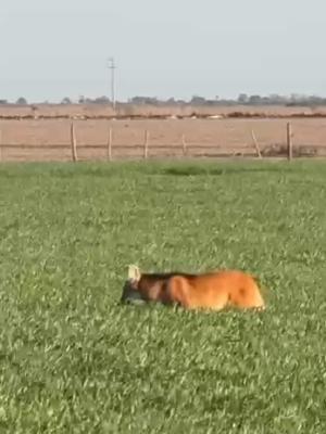 Productor filmoacute a un aguaraacute guazuacute en Bandera y la imagen se volvioacute viral