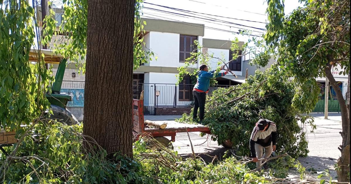 Parques y Paseos del municipio local intensifica los trabajos de mejoras en varios sectores de la ciudad