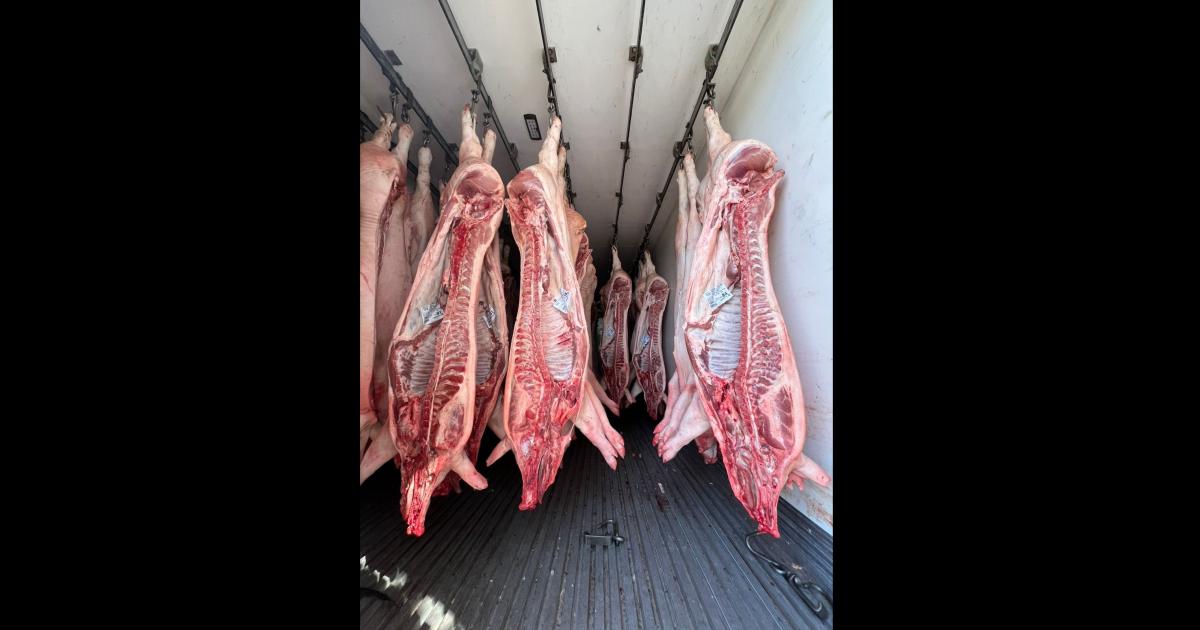 Por una maniobra indebida decomisan maacutes de 20 medias reses de cerdo durante un procedimiento