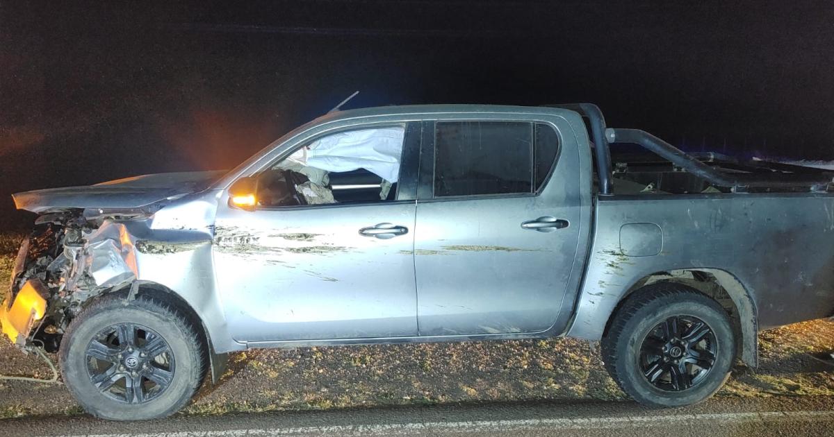 Terrible susto en Quimiliacute- un ternero se cruzoacute y provocoacute un fuerte choque en Ruta 92