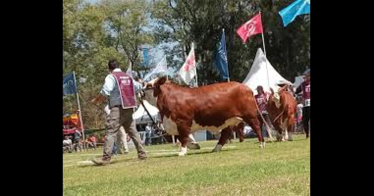 La ExpoBRA 2025 se prepara para mostrar la mejor ganaderiacutea del norte al paiacutes