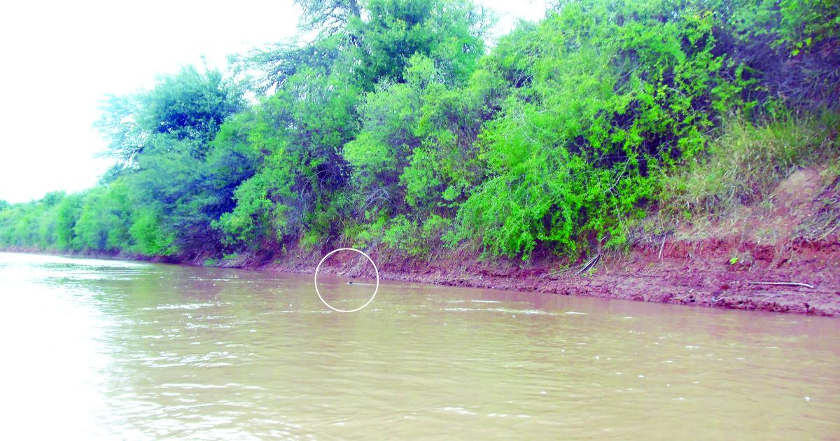 ESCURRIDIZO Carpincho nadando en el río Salado Apenas se le ve parte de la cabeza y el lomo