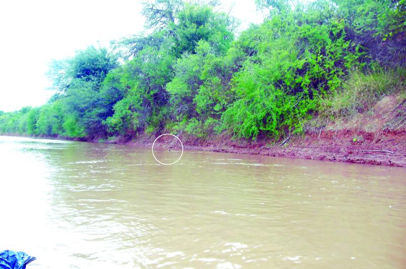 ESCURRIDIZO Carpincho nadando en el río Salado Apenas se le ve parte de la cabeza y el lomo