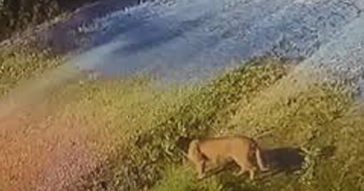 Puma suelto en Pilar (Foto- redes sociales)