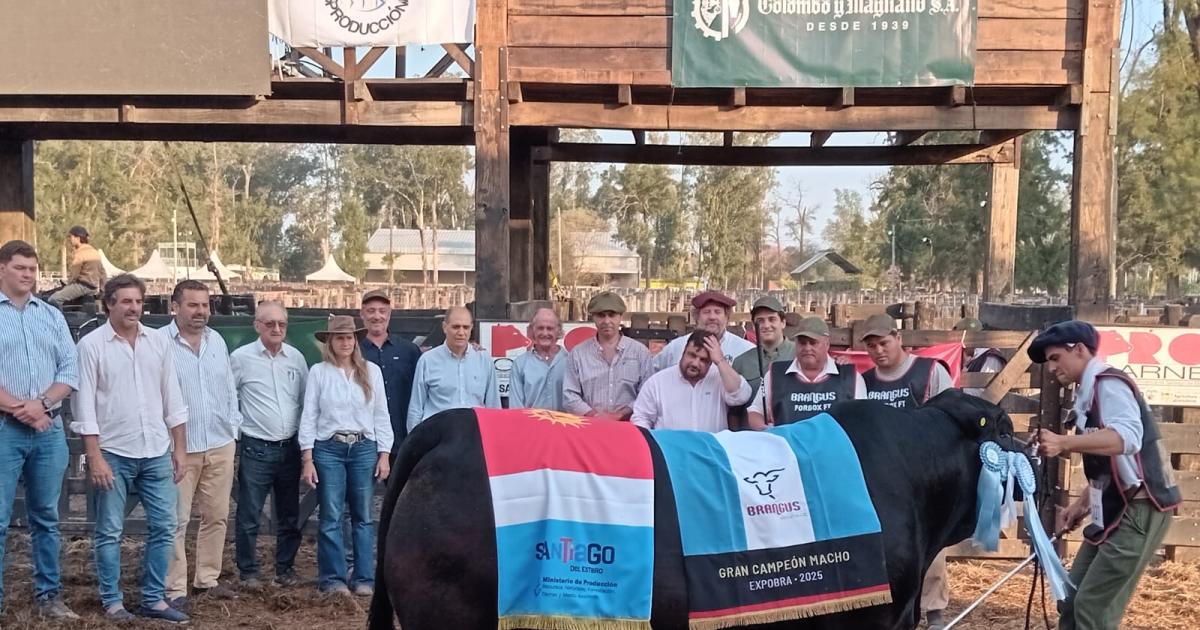 Las razas brillaron en la ExpoBra- geneacutetica de excelencia y un remate reacutecord de 16000 cabezas