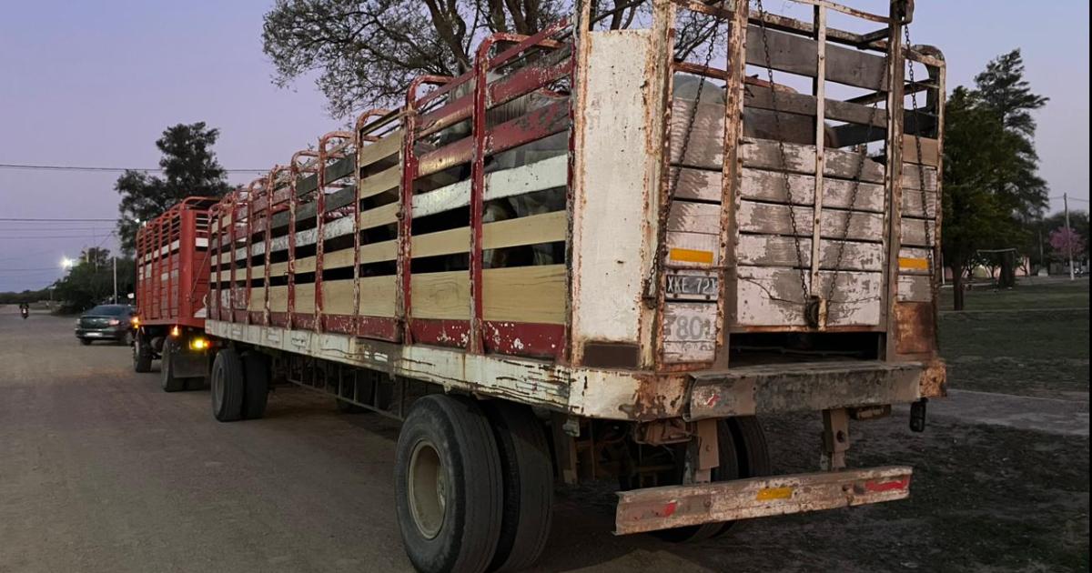 Interceptan un camioacuten con 23 yeguarizos flojos de papeles