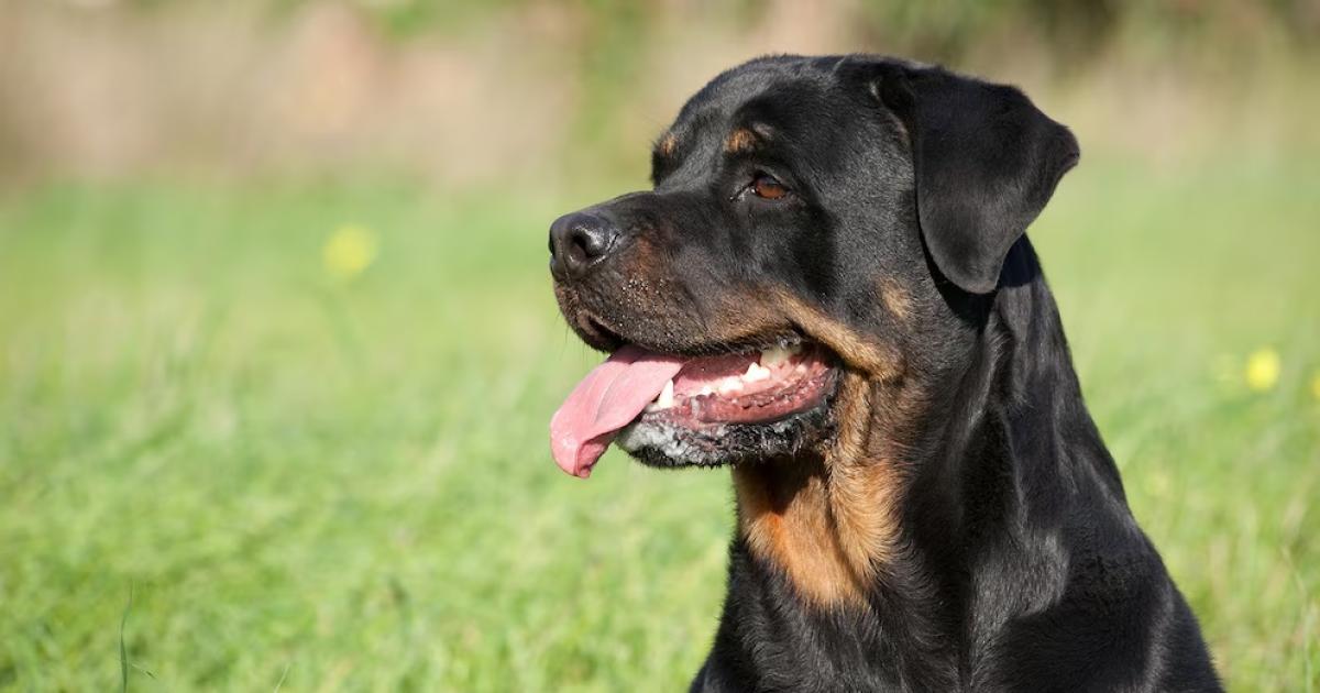  perro rottweiler (Foto ilustrativa de Shutterstockcom)