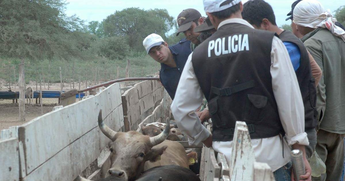 Fuga de 30 buacutefalos y sospecha de abigeato- dos cuatreros proacutefugos