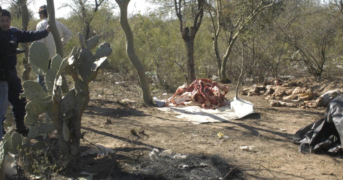 FLAGELO NOCTURNO- Los policías de Figueroa noche a noche parecen respirarles en la nuca a los cuatreros El negocio es suculento con cómplices de variada calaña