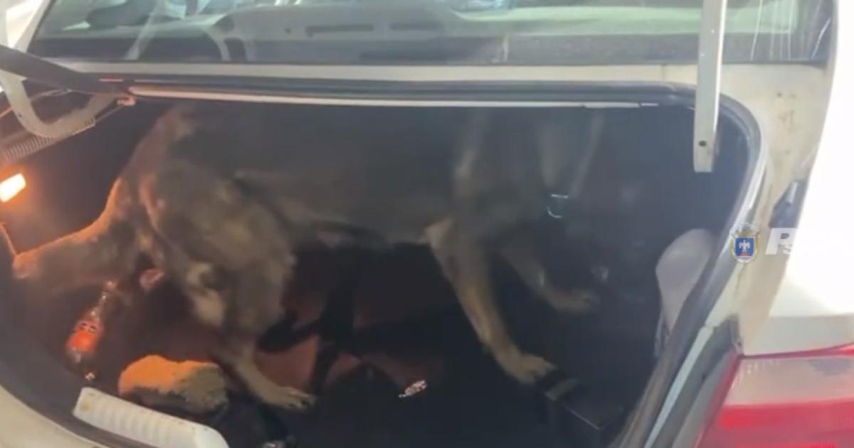 PROCEDENCIA El can en plena acción  Una adolescente entre los detenidos