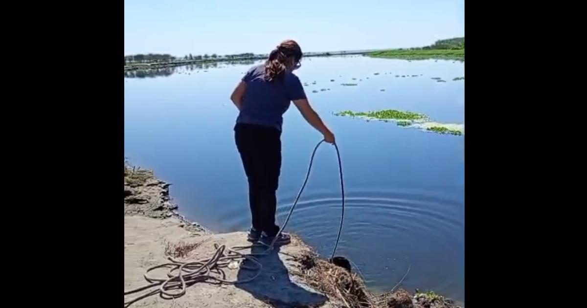 Detectan e investigan mortandad de peces en un riacuteo tucumano