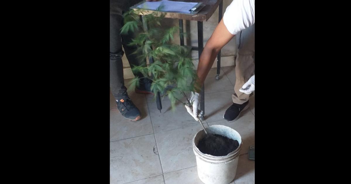Buscaban bienes robados y hallaron un jardiacuten de Cannabis