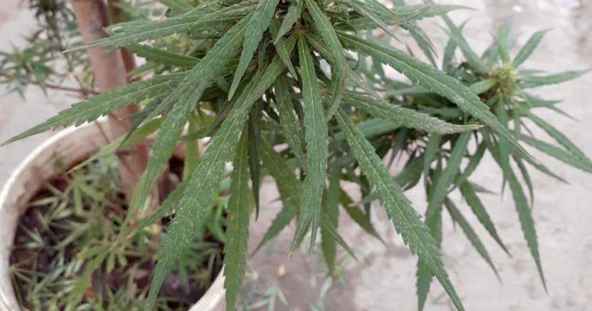 Allanamiento por abigeato derivoacute en el hallazgo de marihuana