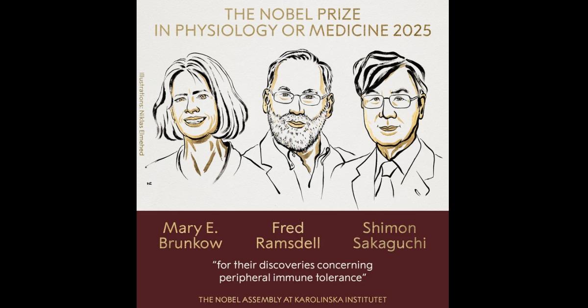 Quieacutenes son los investigadores que recibieron el Premio Nobel de Medicina por la tolerancia inmune perifeacuterica