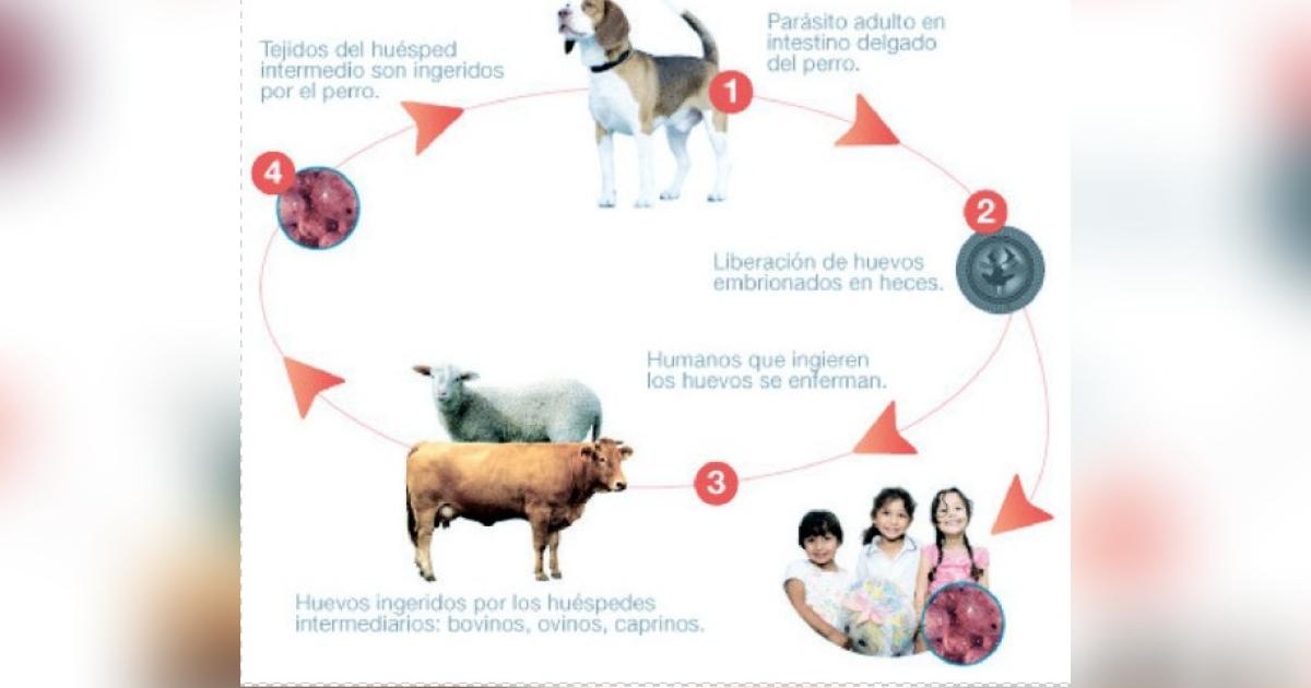 Los perros de la ciudad- coacutemo evitar los contagios de hidatidosis