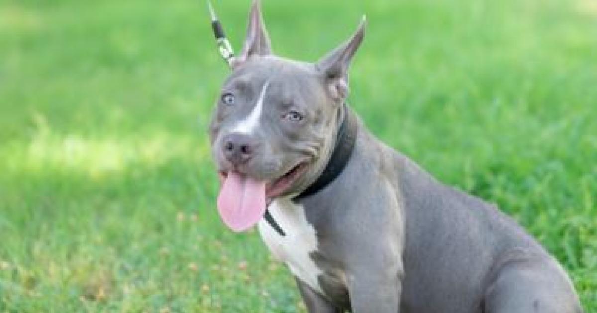 Golpearon encerraron y amenazaron con matar a su madre tras robar un Pitbull