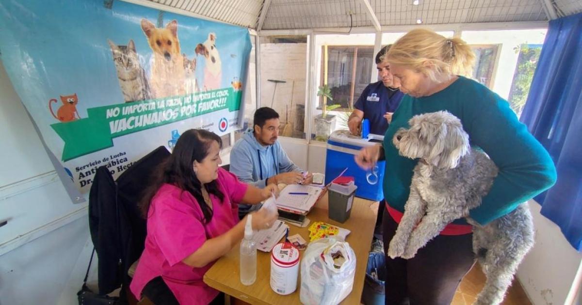En Fernaacutendez se realizoacute una campantildea gratuita de vacunacioacuten antirraacutebica