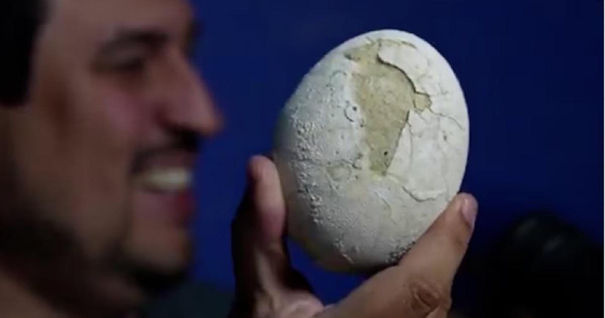 Cientiacuteficos del CONICET encontraron un huevo de dinosaurio carniacutevoro durante una transmisioacuten en vivo