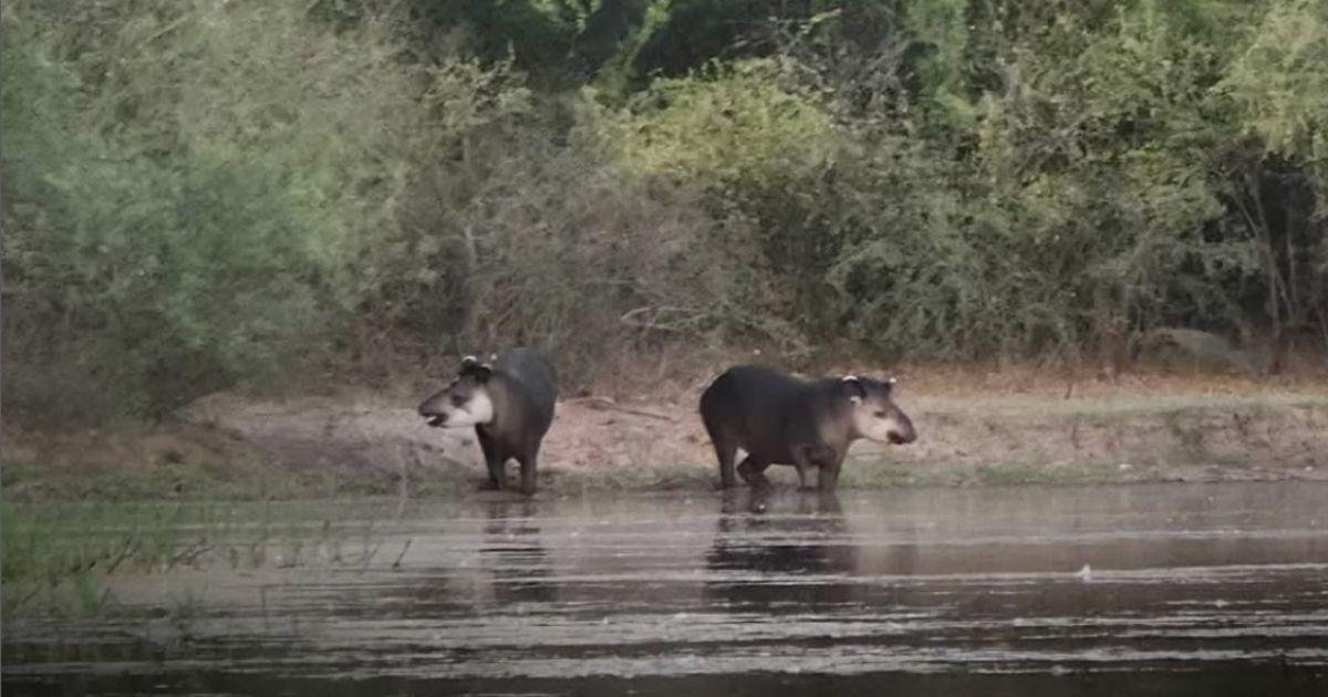 La especie es clave para la conservación del medio ambiente