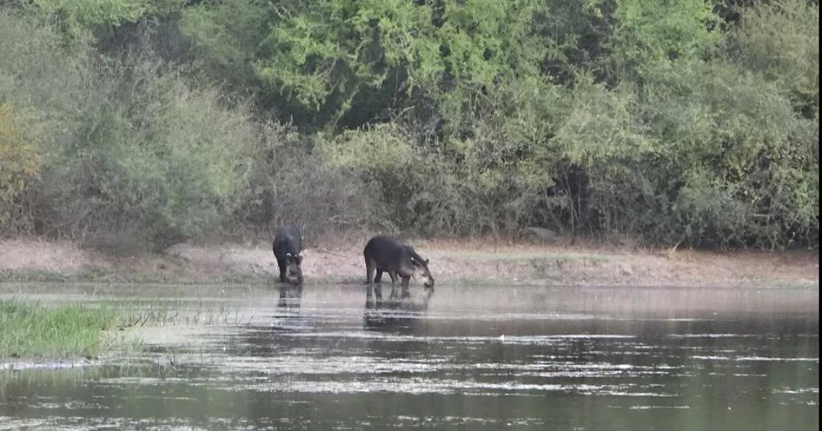 SORPRESA Nunca habíamos podido registrar una pareja Esto quiero decir que se estn reproduciendo y nos da una alegría inmensurable dijo Carignano