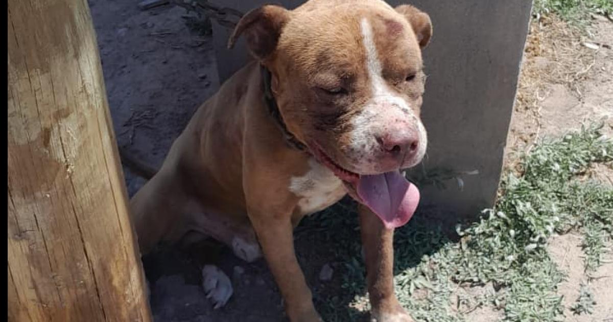  B LOS TELEFÓNICOS En Solís y Costanera