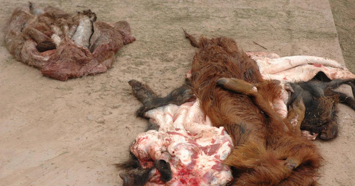 Hallan cementerio de restos de asnos faenados sin higiene y cuya carne habriacutea ido a carniceriacuteas