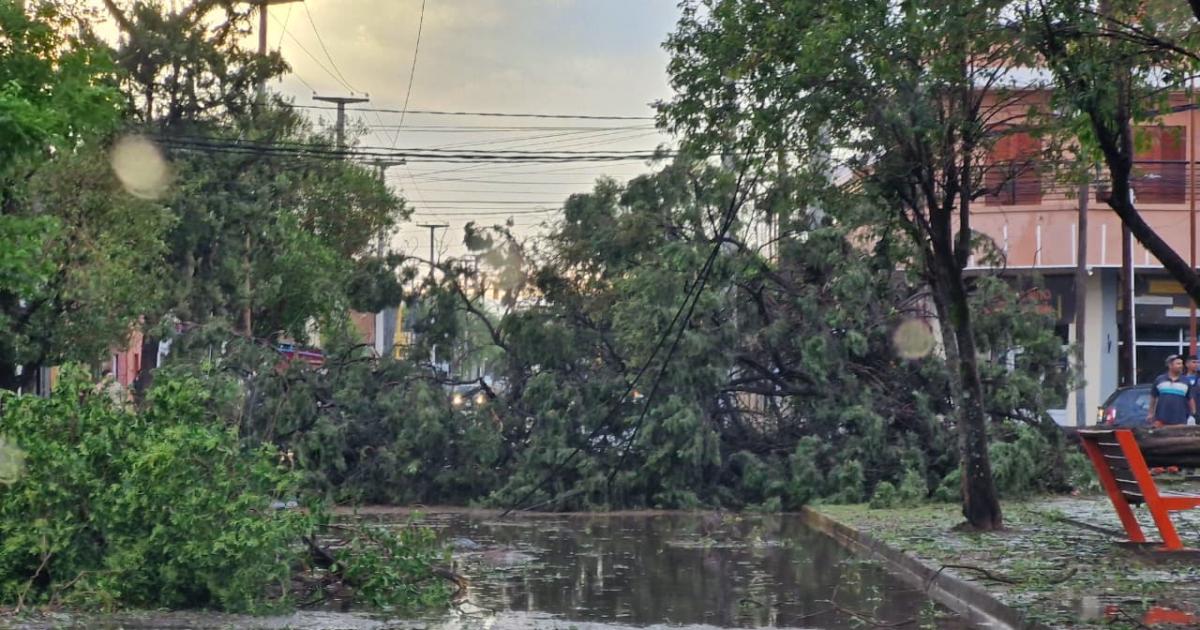 Feroz temporal derriboacute aacuterboles y postes de la red eleacutectrica en Friacuteas