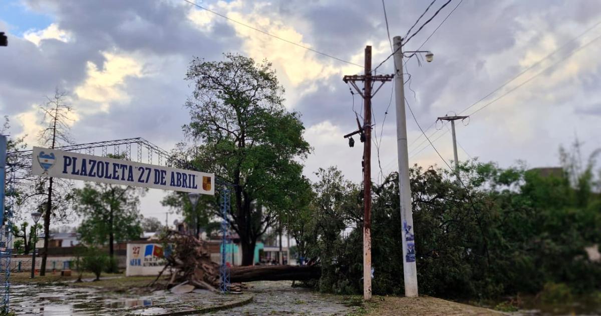 Feroz temporal derriboacute aacuterboles y postes de la red eleacutectrica en Friacuteas