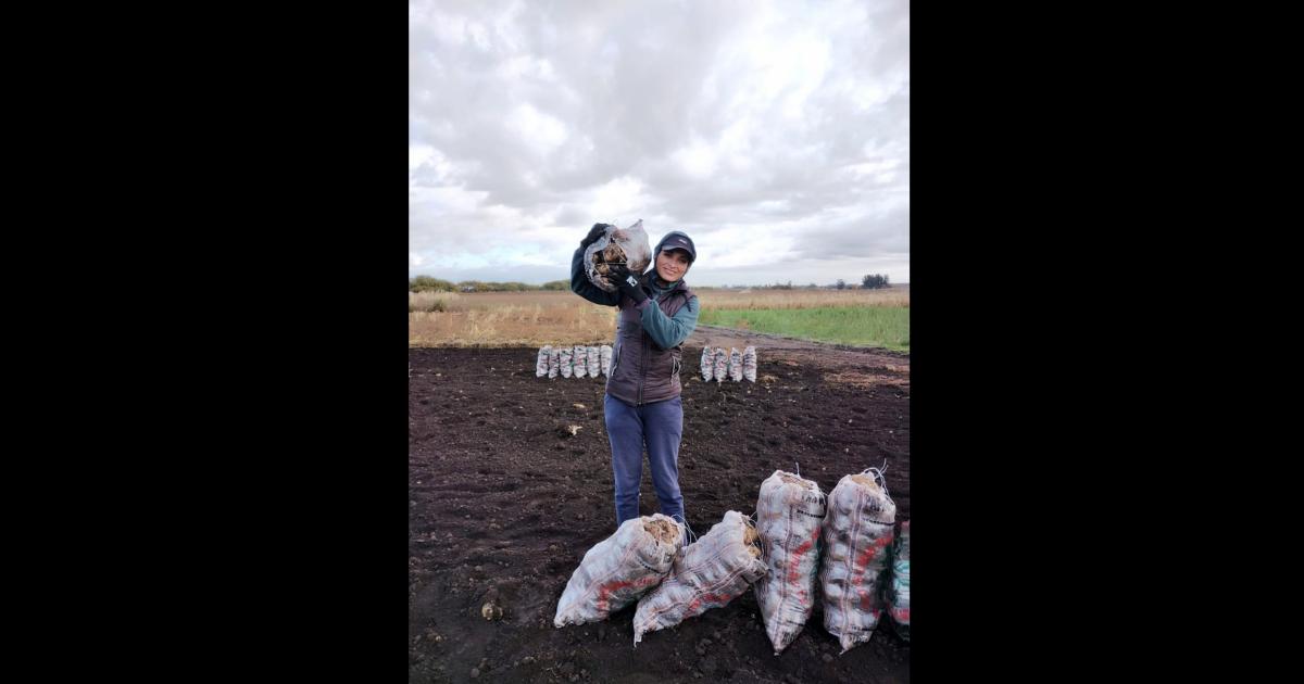 Miriam la madre que sola crio a cuatro hijos cosechando papas 