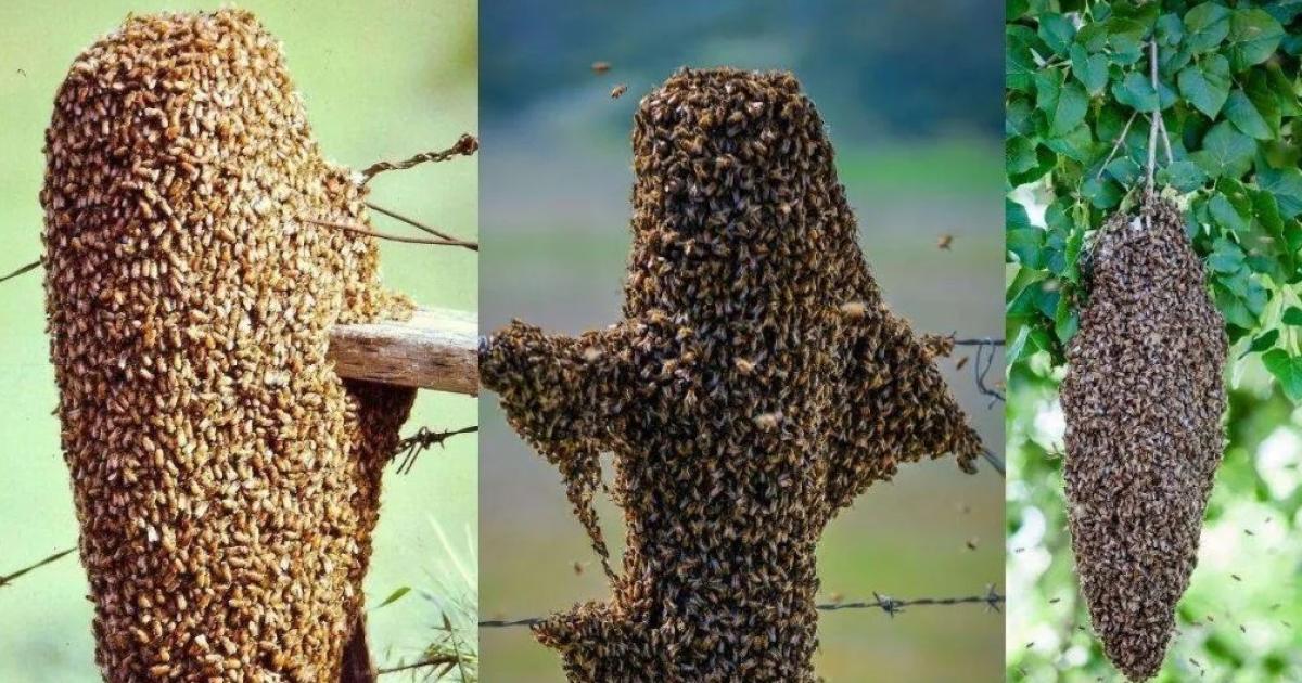 Brindan recomendaciones ante la presencia de enjambres de abejas
