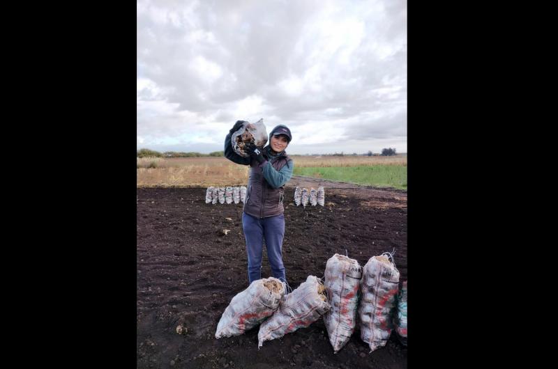 Miriam la madre que sola crio a cuatro hijos cosechando papas 