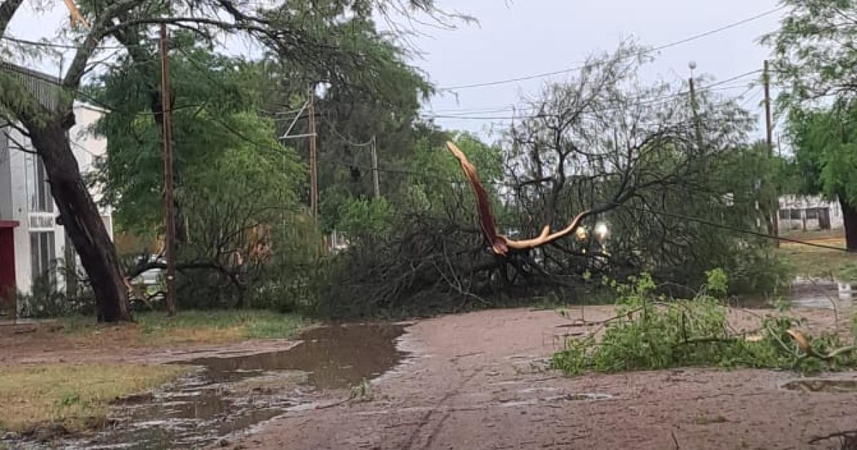 FOTOS Vecinos de Los Juriacutees muestran el impacto del temporal- calles anegadas y aacuterboles arrancados de raiacutez