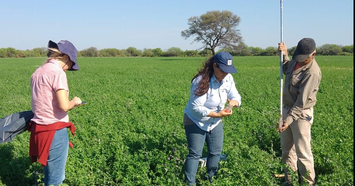 Avanzan actividades del lote semillero de alfalfa salinera