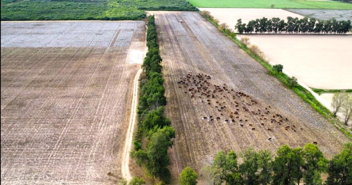 Evaluacutean coacutemo el rastrojo del algodoacuten mejora la ganaderiacutea vacuna