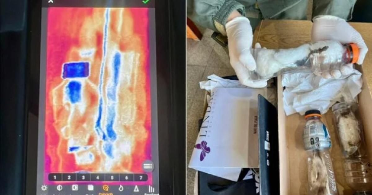 Tres lagartos pequeños viajaban en una botella Foto- Agencia Noticias Argentinas