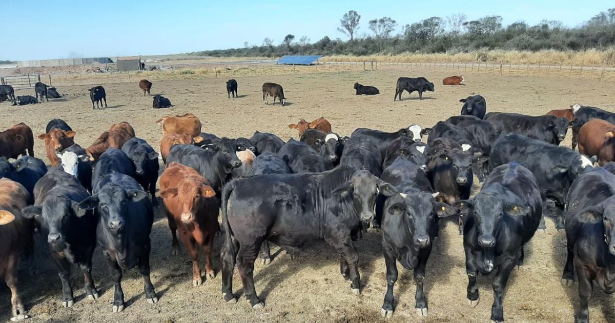 Un ganadero criacutea vacas wagyu y exporta carne premium desde el noreste santiaguentildeo
