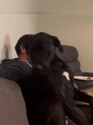 Ternura risas y mucho amor animal