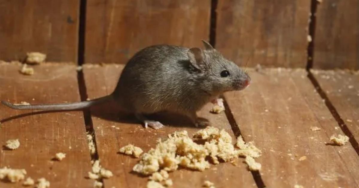 Confirmaron una muerte por hantavirus y activaron el protocolo sanitario