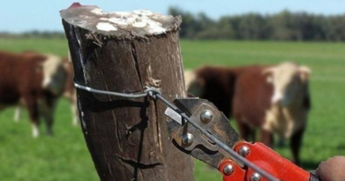 Condena por abigeato- roboacute y matoacute a animales en varios campos y lo condenaron a 4 antildeos y medio de prisioacuten