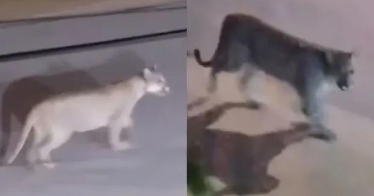 VIDEO No era el michi- felino recorrioacute con calma las calles de la Costa y sorprendioacute a los vecinos
