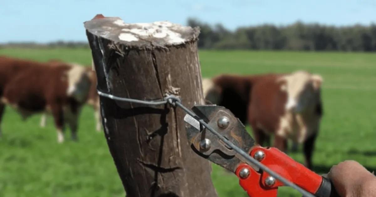 Abigeato- cinco hombres demorados con seis vacunos sin documentacioacuten en el norte santiaguentildeo