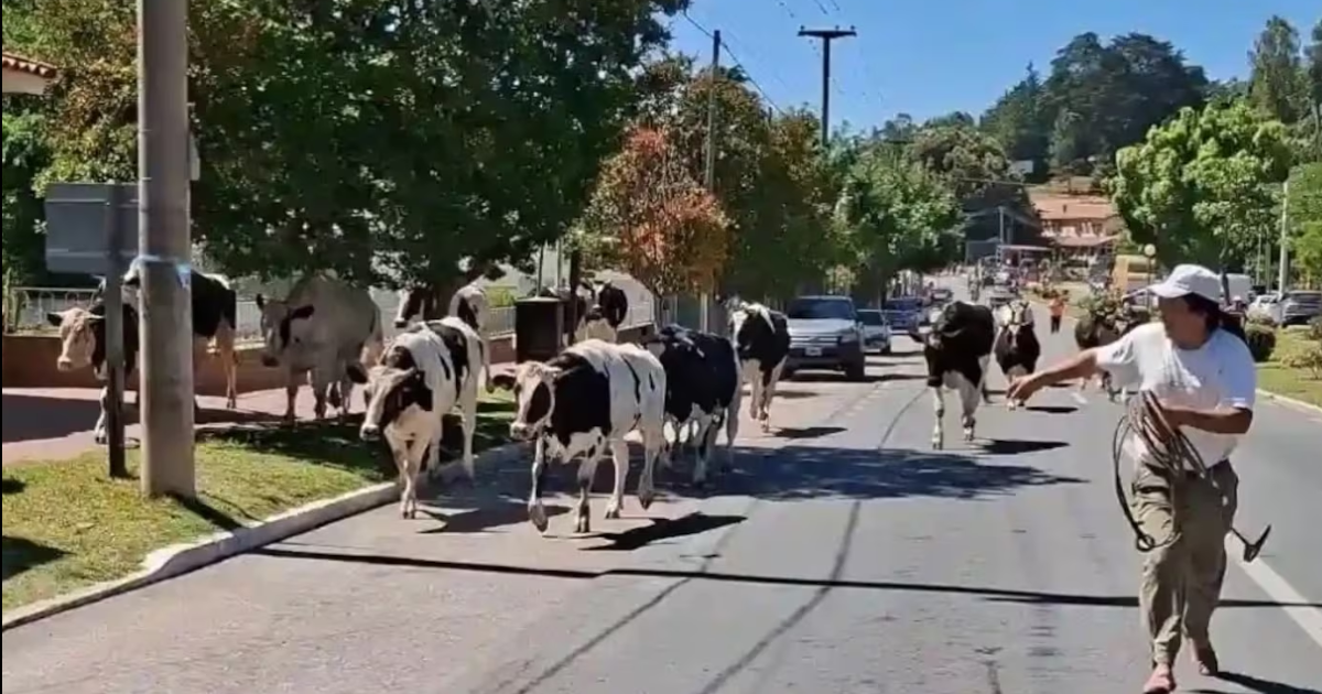 Las imgenes de las vacas sueltas en plena ruta y caminando por Villa Giardino provocaron todo tipo de comentarios en redes
