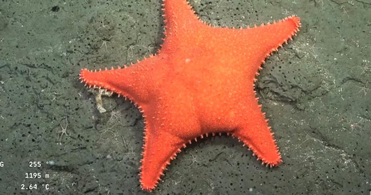 Streaming- una misioacuten del Conicet exploraraacute zonas nunca vistas del Mar Argentino