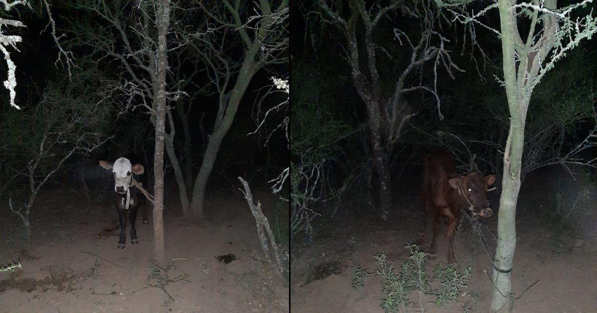 Los animales fueron hallados en una zona montuosa de Choya