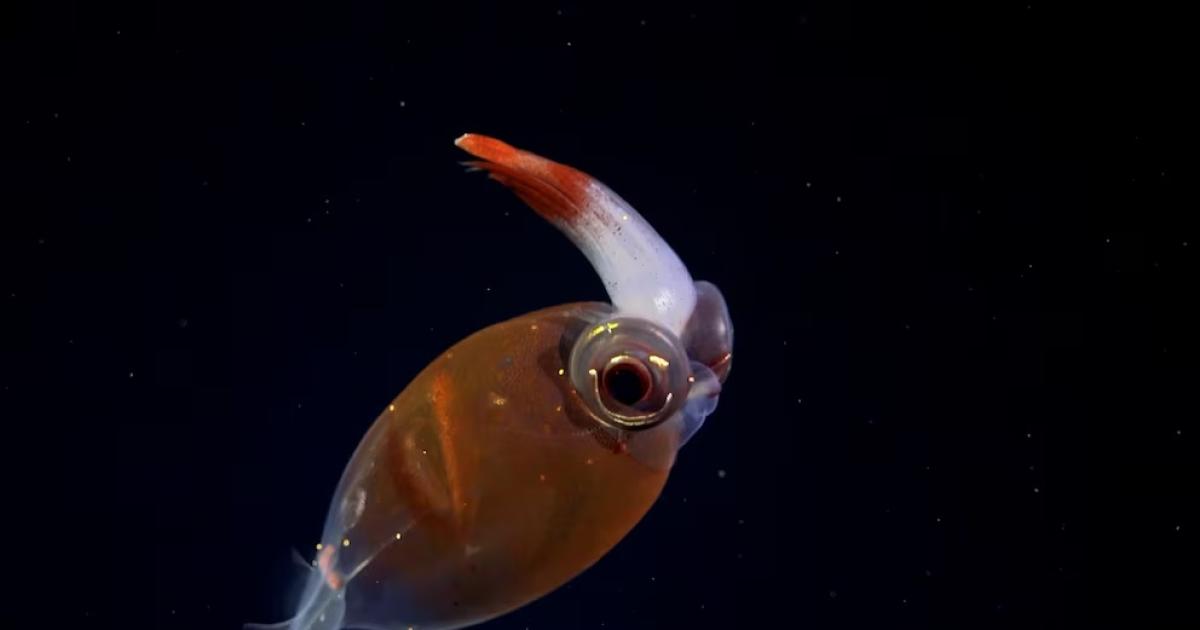 Streaming- una misioacuten del Conicet exploraraacute zonas nunca vistas del Mar Argentino