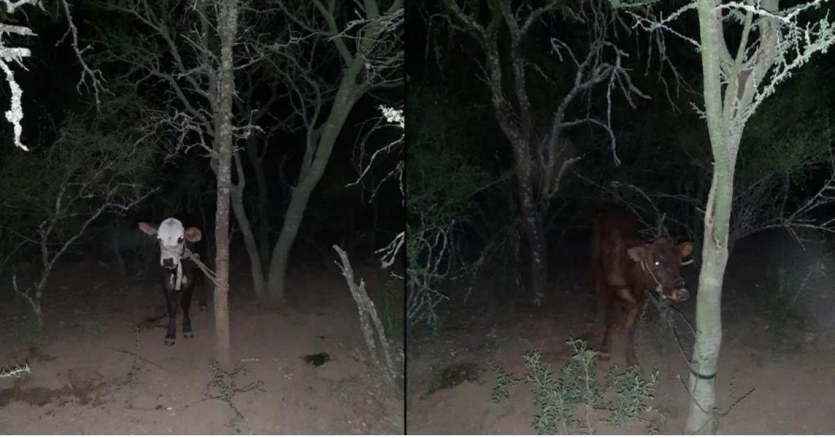 Hallan animales vacunos robados y buscan a cuatreros