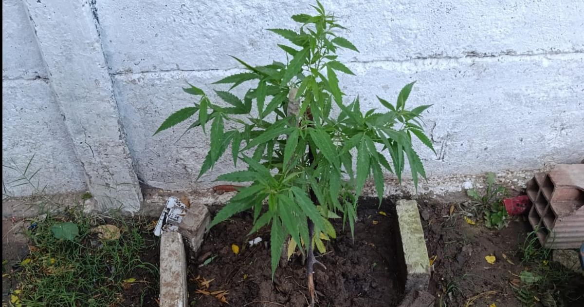 Pareja presa por robar doacutelares teniacutea una planta de marihuana en su casa