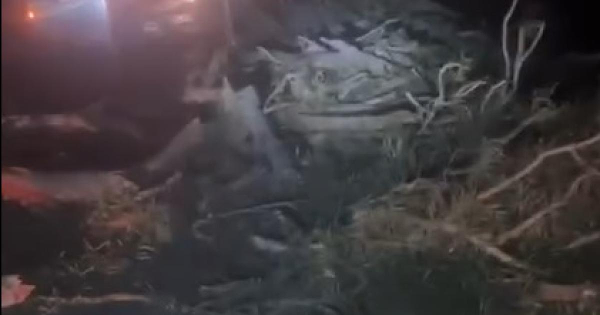 El devastador temporal causoacute la muerte de una adolescente de 16 antildeos aplastada por un aacuterbol